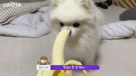 한 입의 차이 