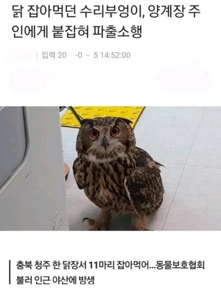 삐약이 헌터