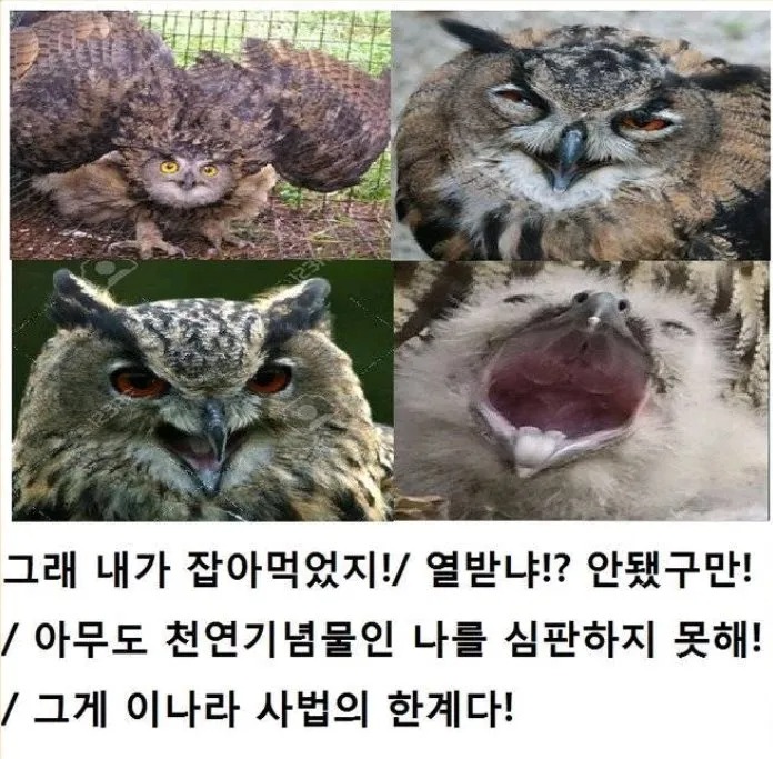 삐약이 헌터