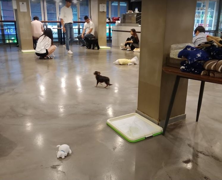 서울 논현동 넓고 깔끔 강쥐 많은 커피 맛집 애견카페