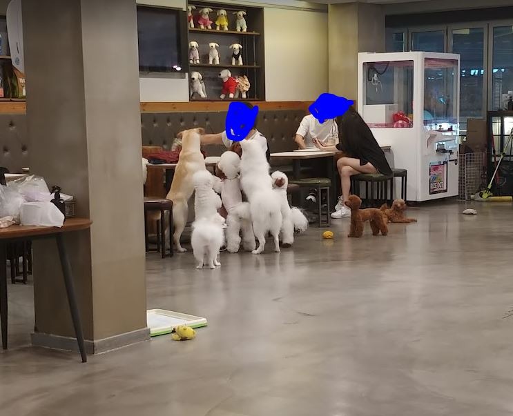 서울 논현동 넓고 깔끔 강쥐 많은 커피 맛집 애견카페