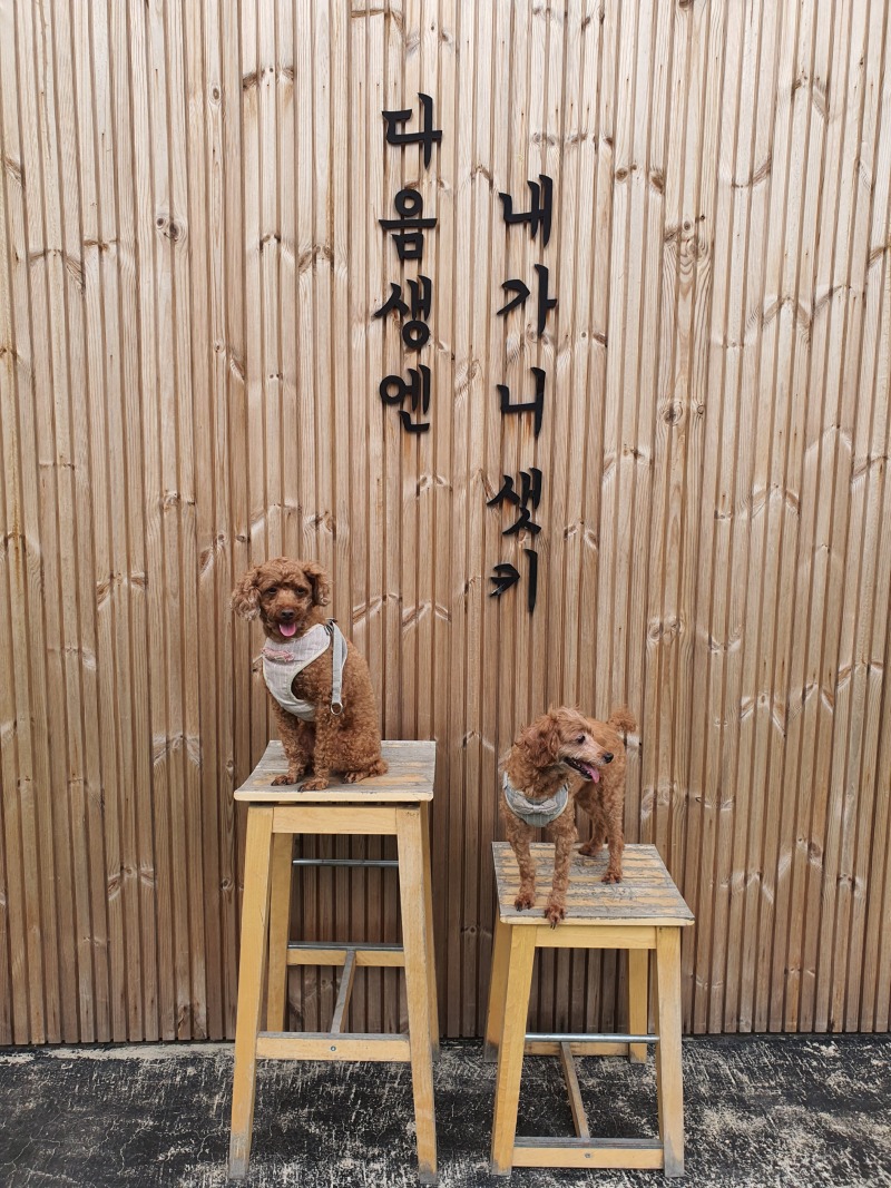도펠하우스 굿굿