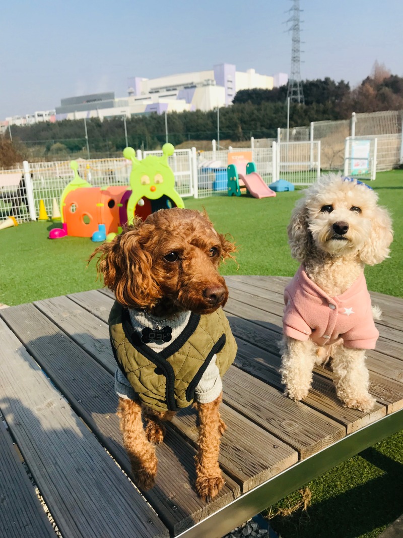 개떼놀이터