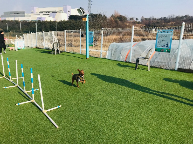 개떼놀이터