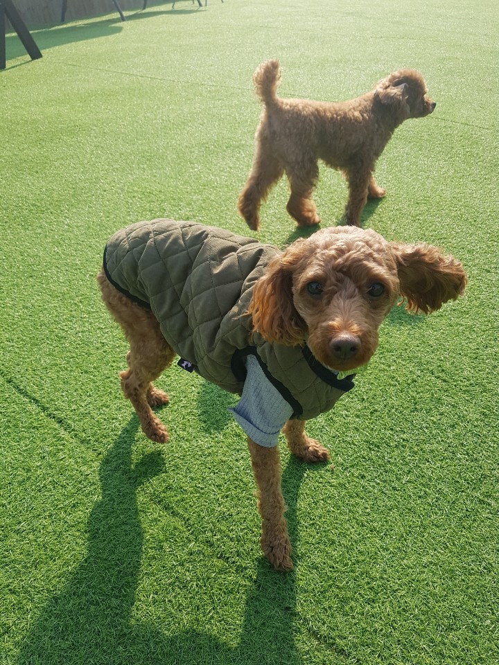 개떼놀이터
