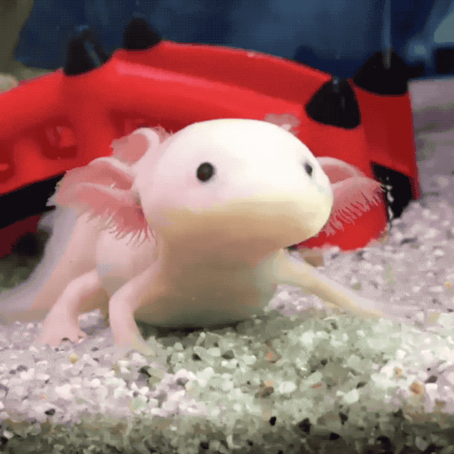 귀여운 우파루파의 반응속도.gif
