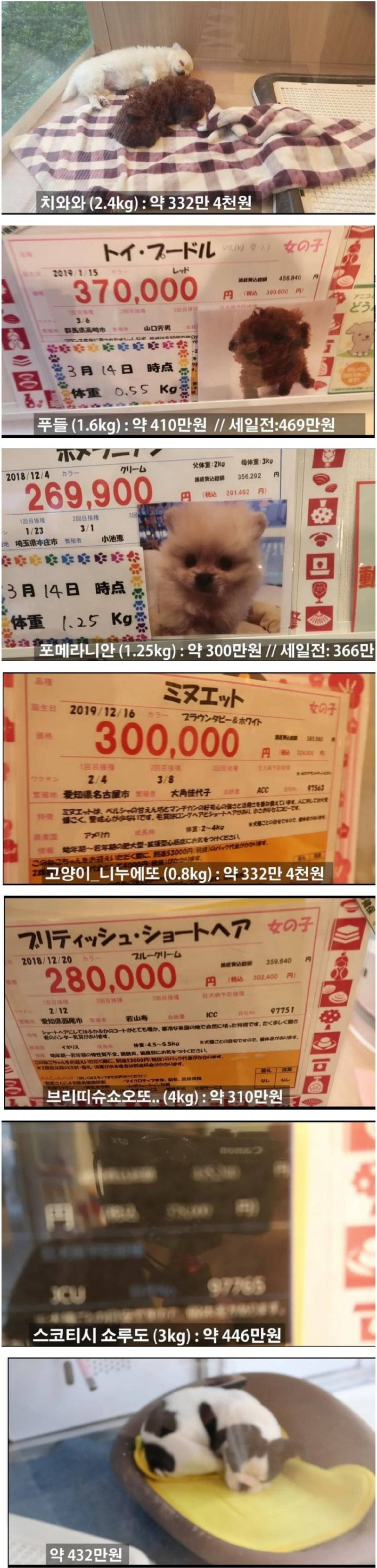 일본의 반려동물 분양 가격 