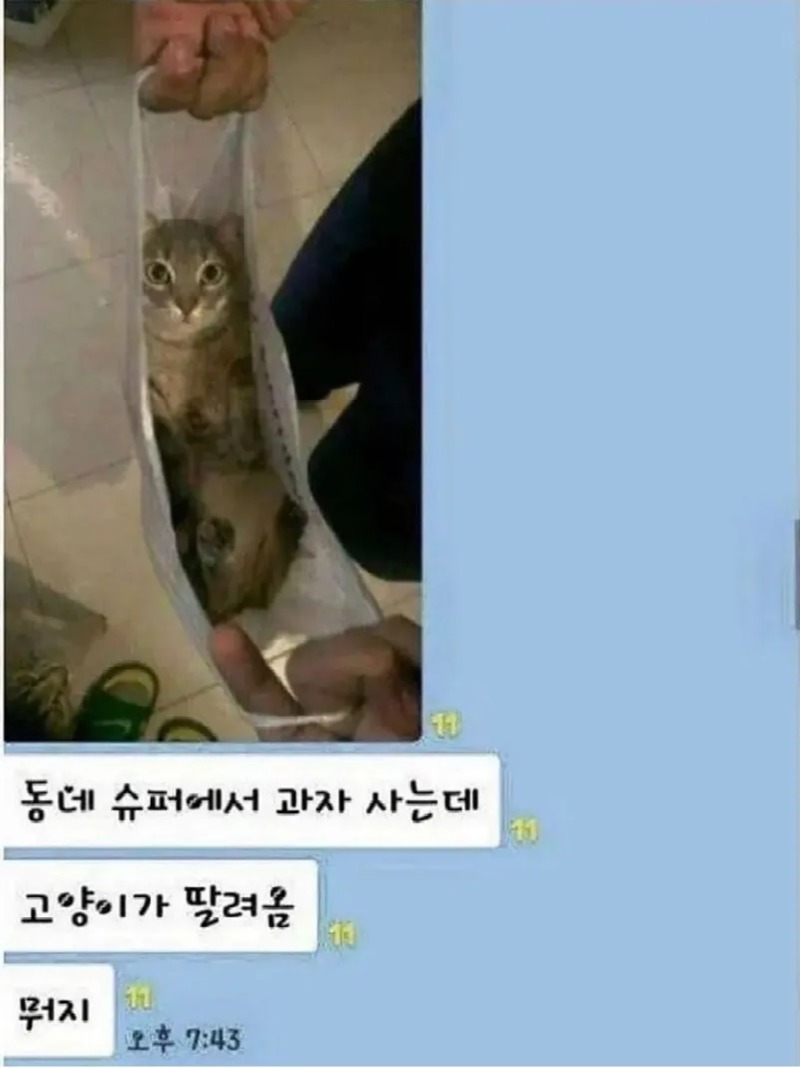 고양이 침투력.jpg