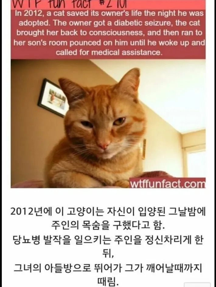 주인 패는 고양이