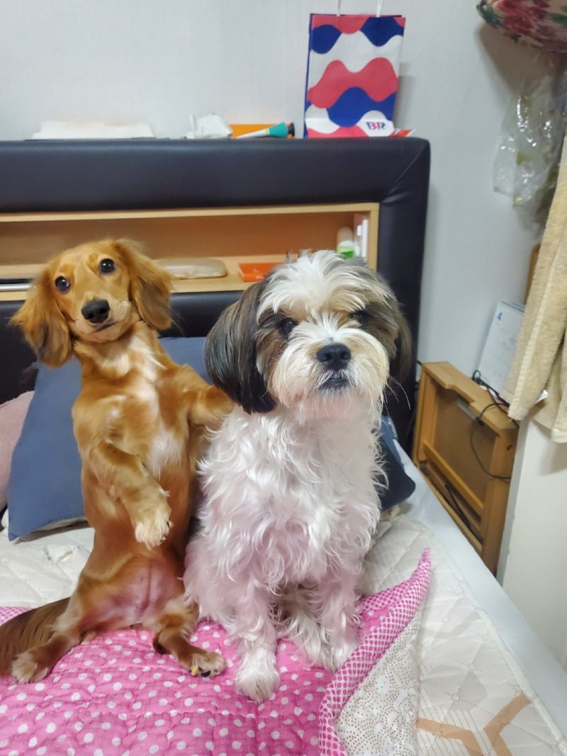 간식 기다리는 강쥐