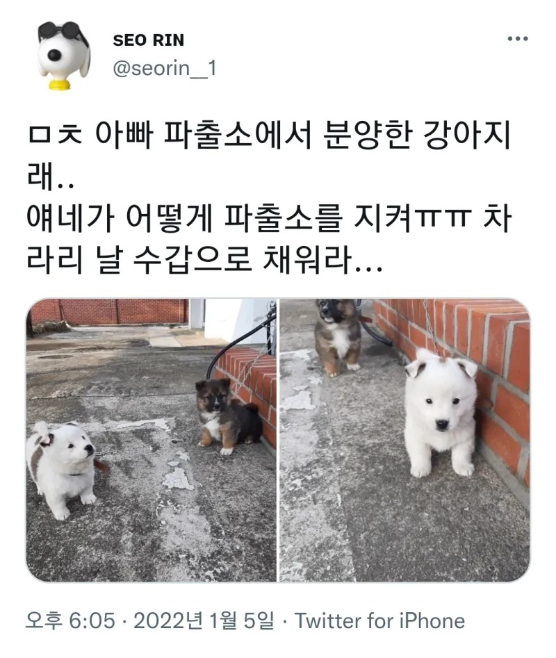 파출소에서 분양한 갱얼쥐