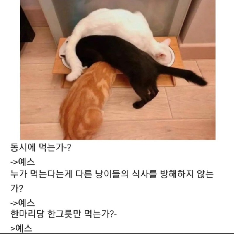 얘네 왜 이러는거죠..?