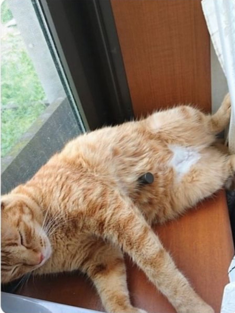 고양이 액체설