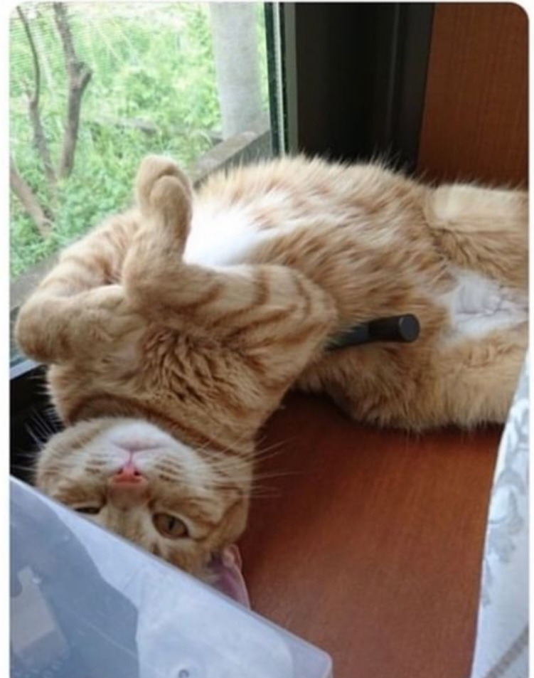 고양이 액체설