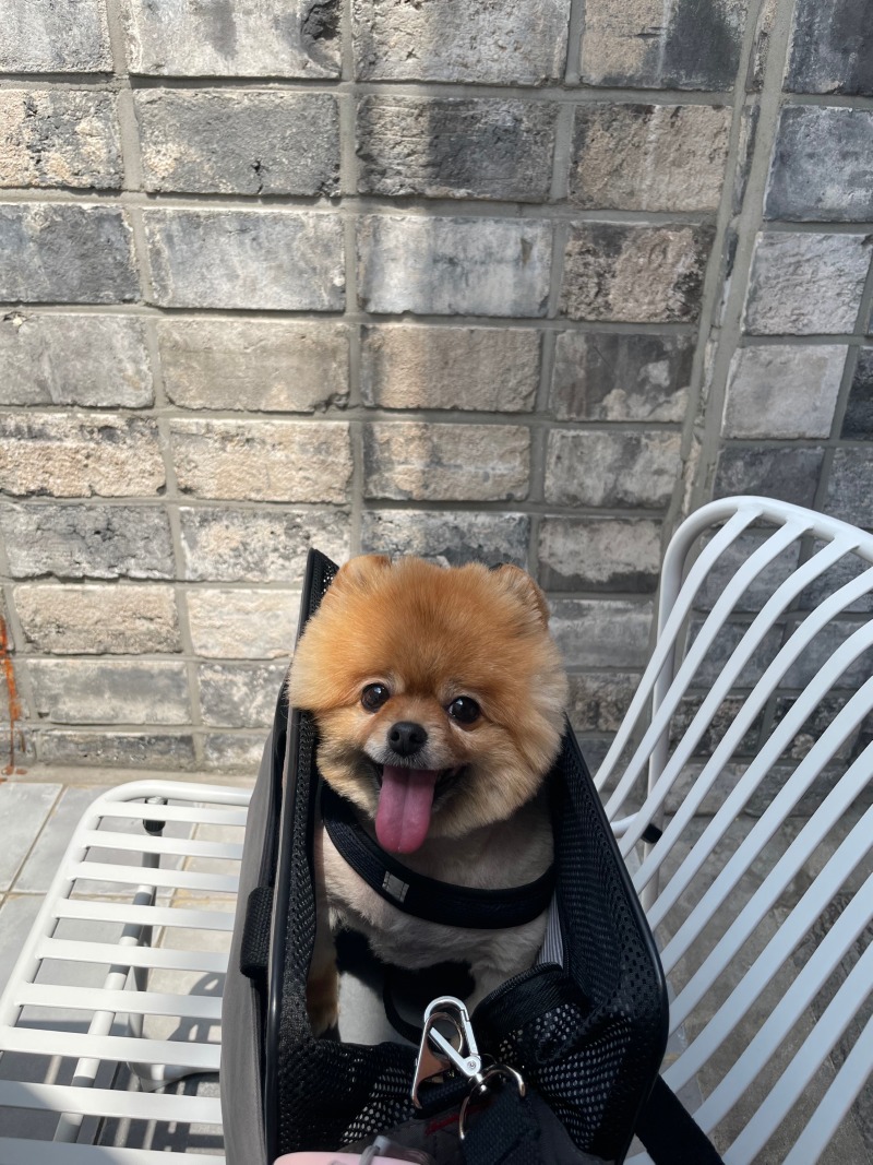 우리집 멈뭄미 얼굴 자랑 ,, ♥
