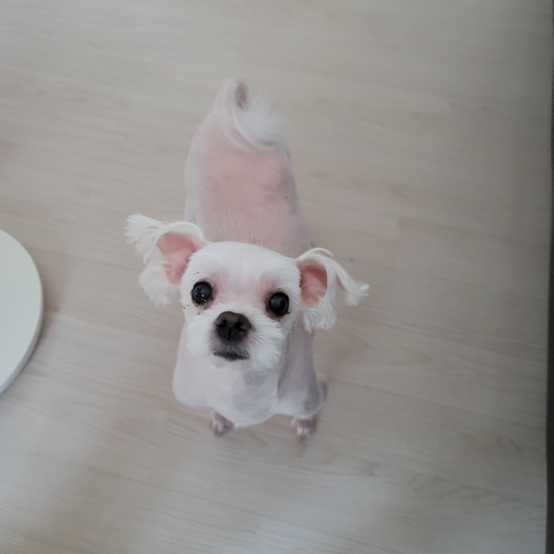 울집 강아지모녀에용