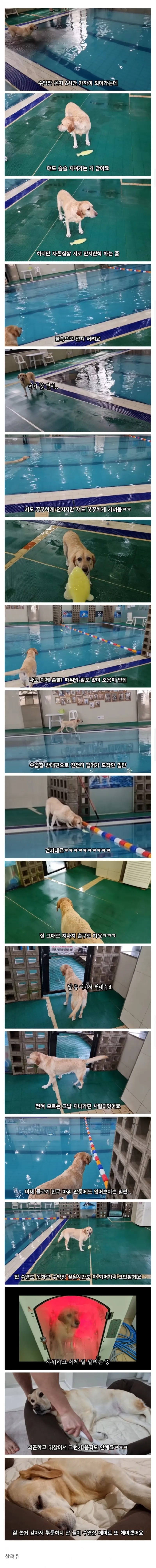 리트리버를 수영장에서 6시간 놀아주면 생기는 일
