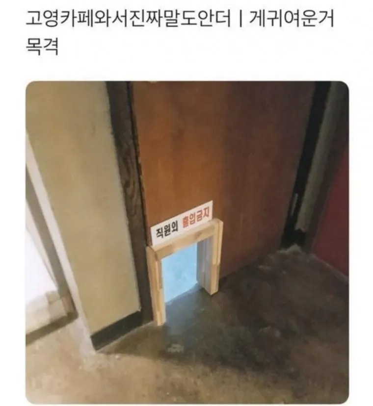 고양이 카페 직 외 출입금지