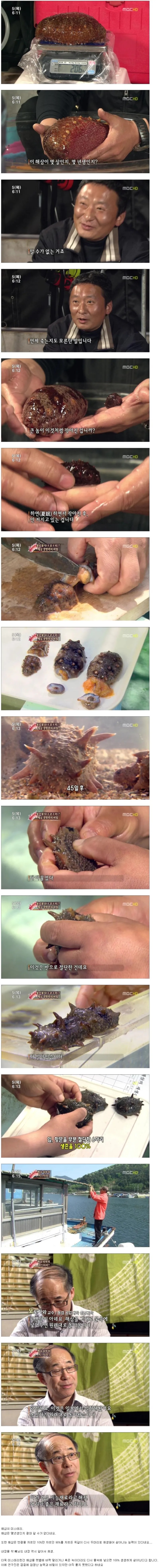해삼의 미스테리