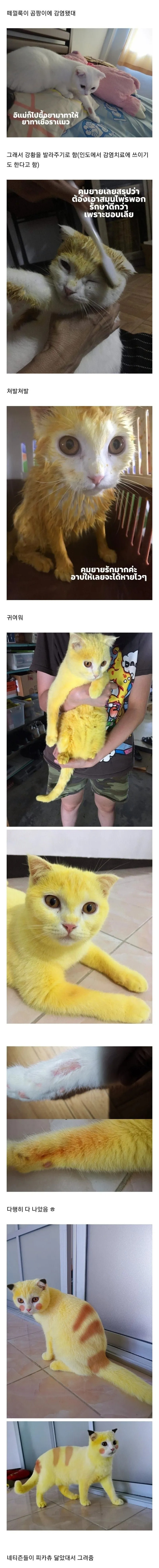 인도의 고양이 치료법