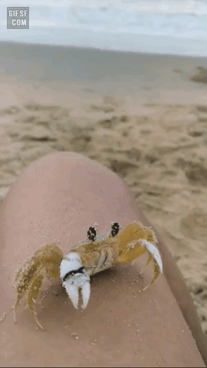 게이퍼.gif
