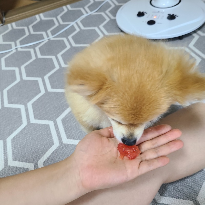 부모님 밭에서 따온 무농약 토마토!