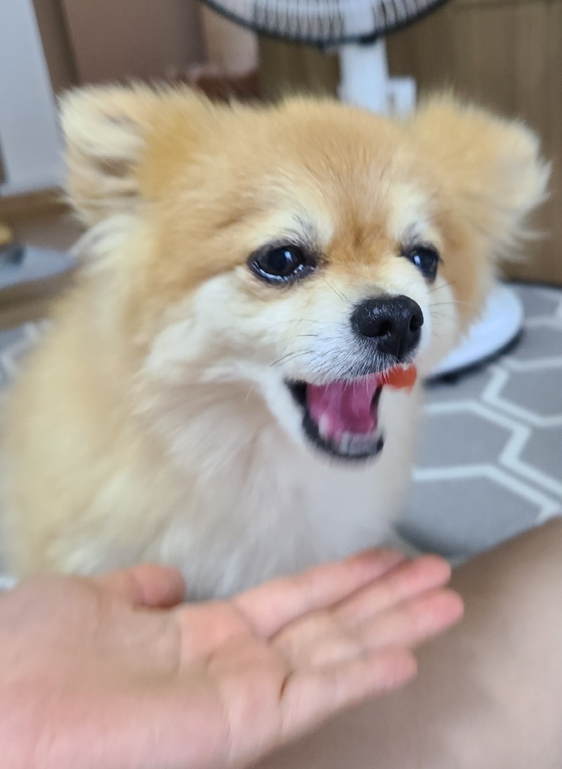부모님 밭에서 따온 무농약 토마토!