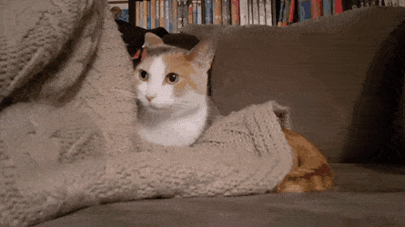 냥분신술.gif