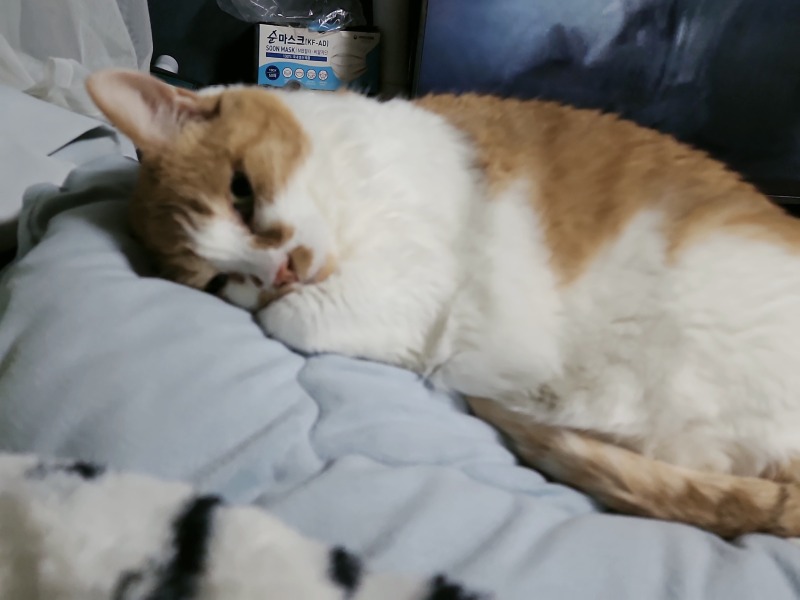 내옆에서 늘어진 냥이