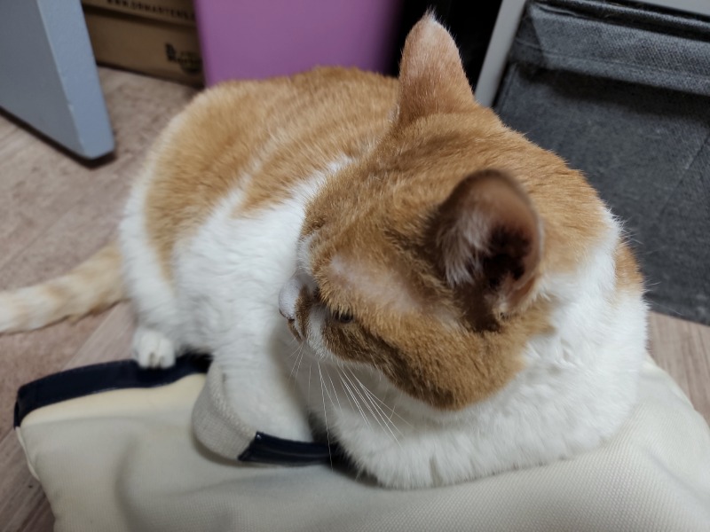 내옆에서 늘어진 냥이