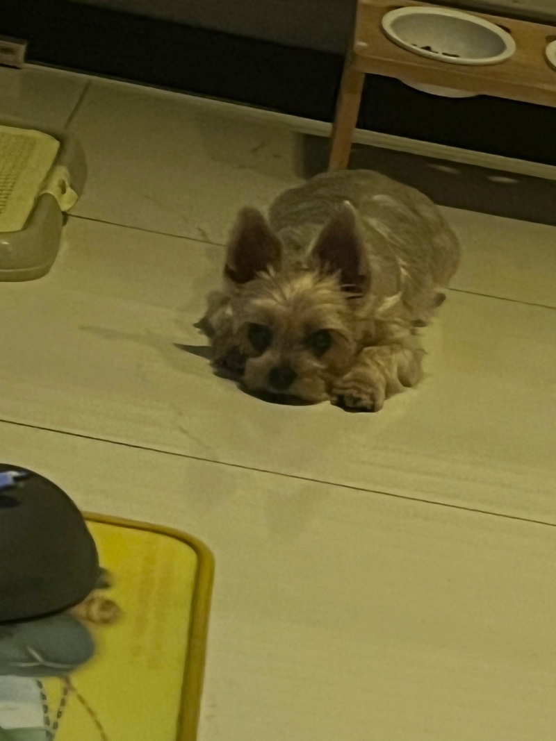 맥주 안주 오징어 안준대서 삐진 토리