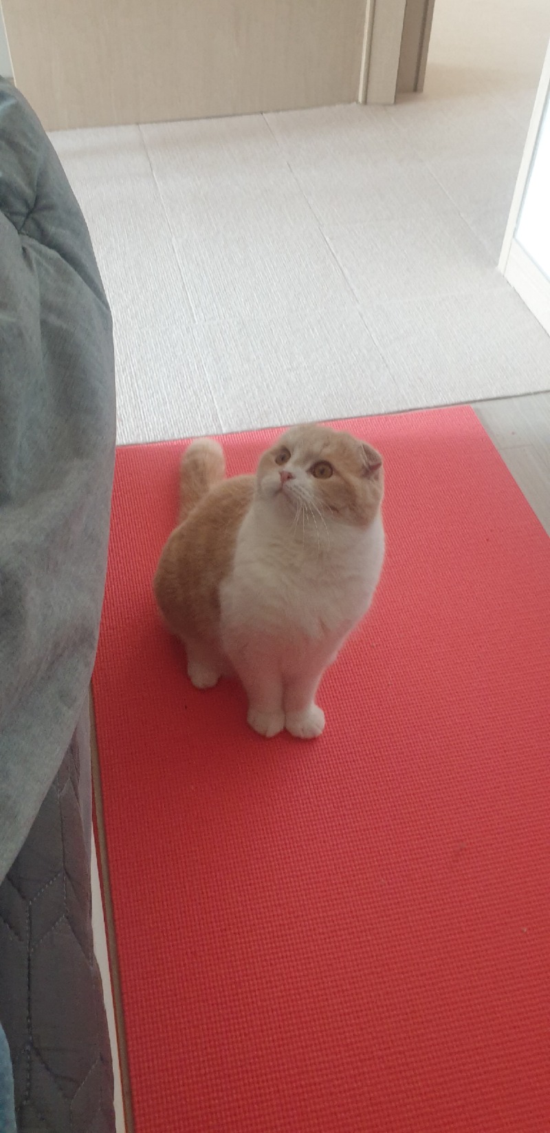놀아주세요