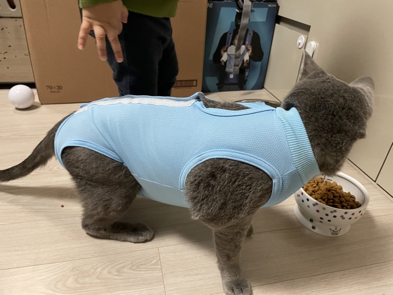 죽전 동물 메디컬센터 고양이 수술