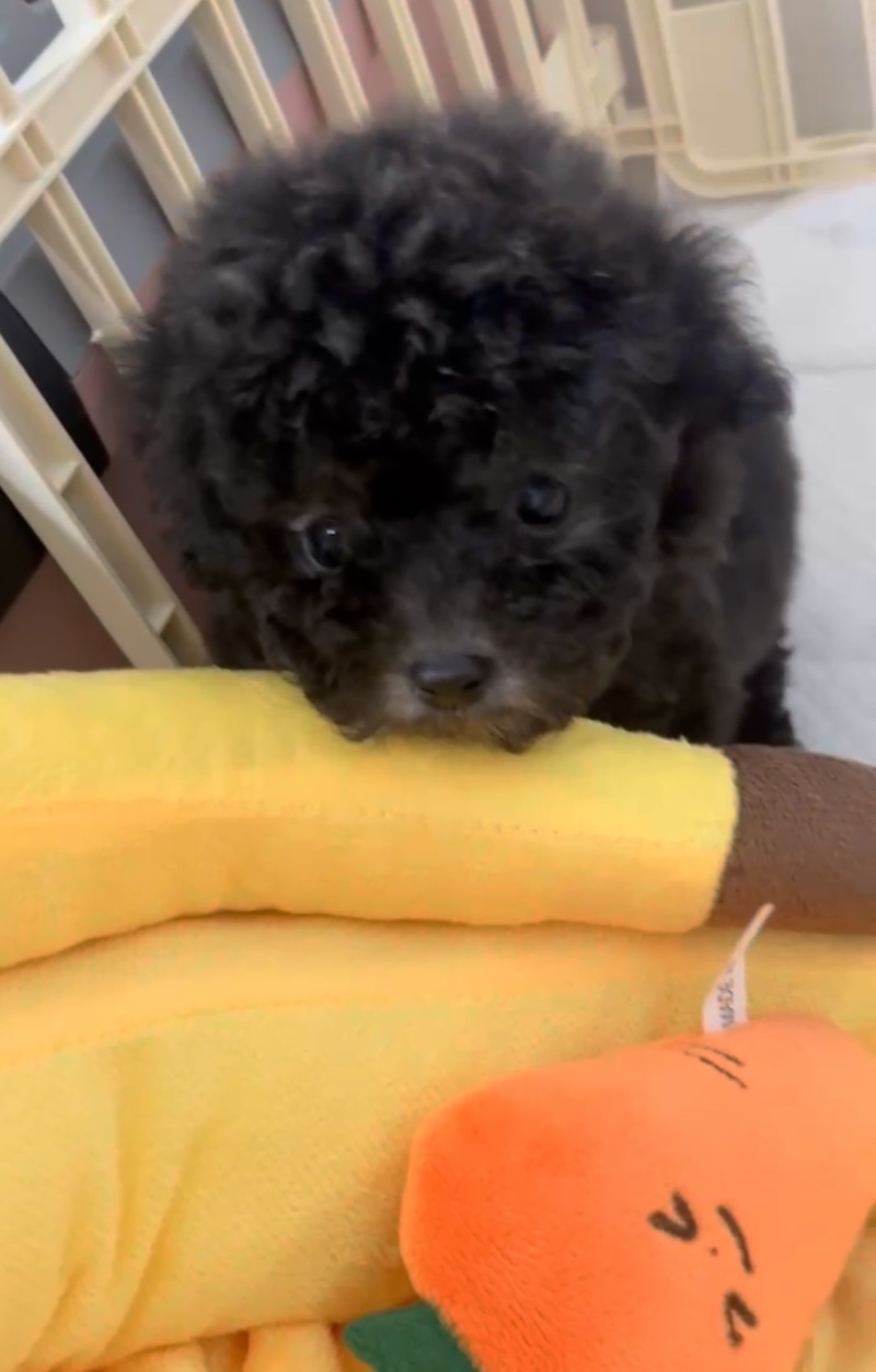 울 막둥 레이 🐶