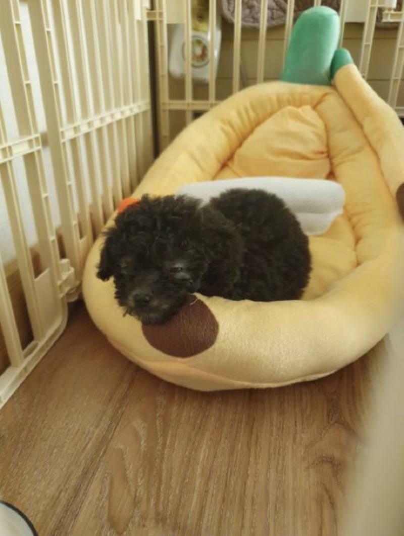 울 막둥 레이 🐶