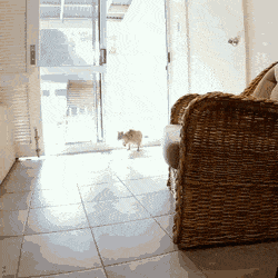 사람 집에 쳐들어온 쿼카.gif