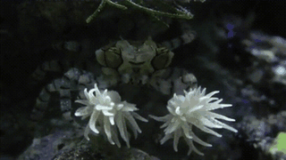 바닷속 치어리더인게 신기하네.gif