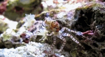 바닷속 치어리더인게 신기하네.gif