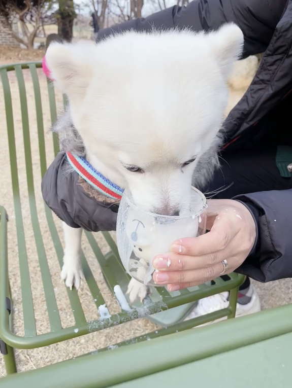강서구 애견동반카페 헤이더그린