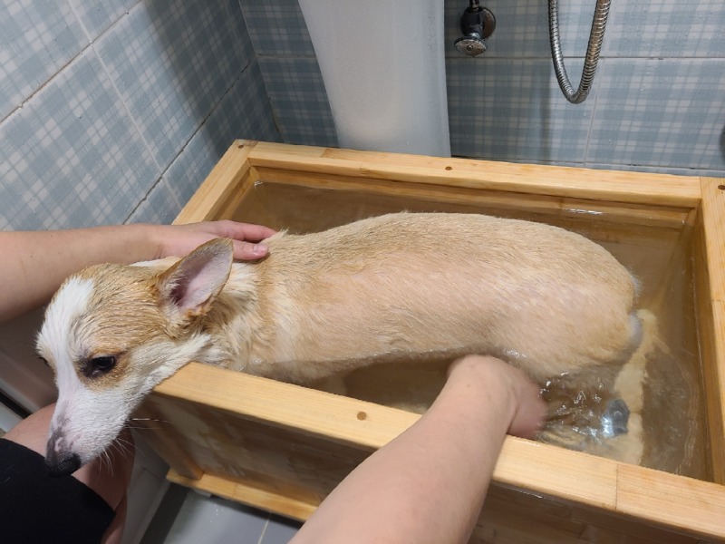인천 글램독