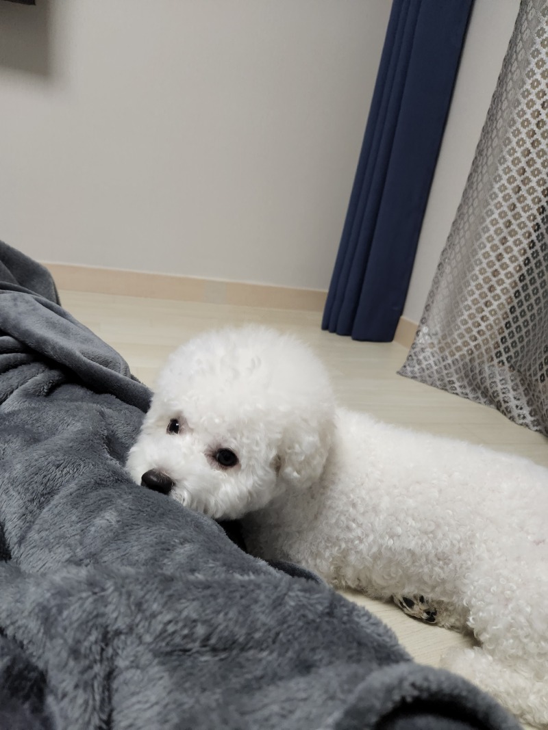 애교댕이 송망고