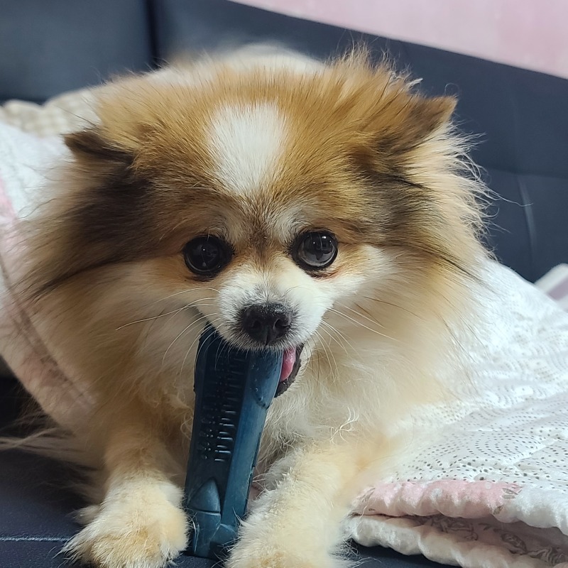 누나사랑 사랑이