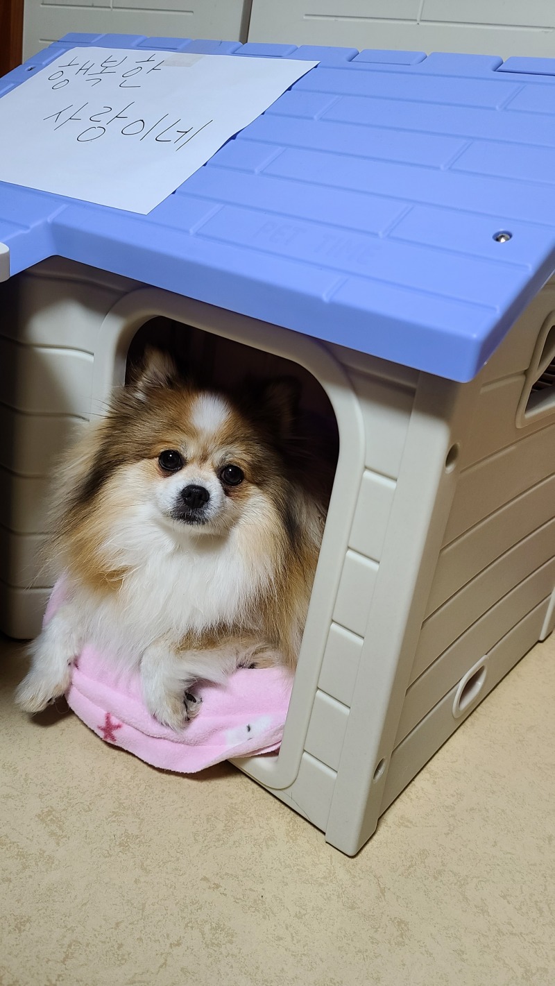 누나사랑 사랑이