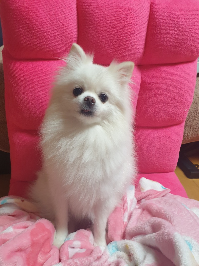 울집 실세 뽀미