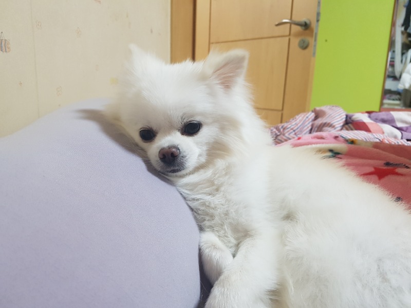 울집 실세 뽀미