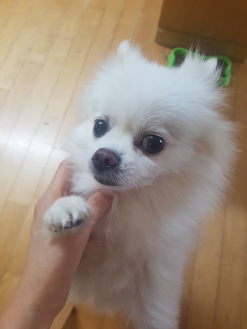 울집 실세 뽀미