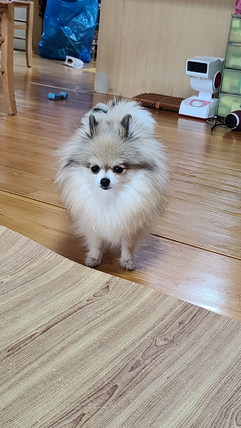 넘작고 소듕한 도도