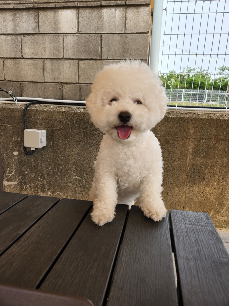 개으른세상 800평 애카