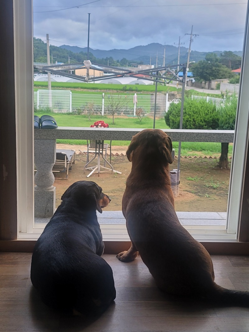 밖멍~ 하는 우리집 댕댕이들^^