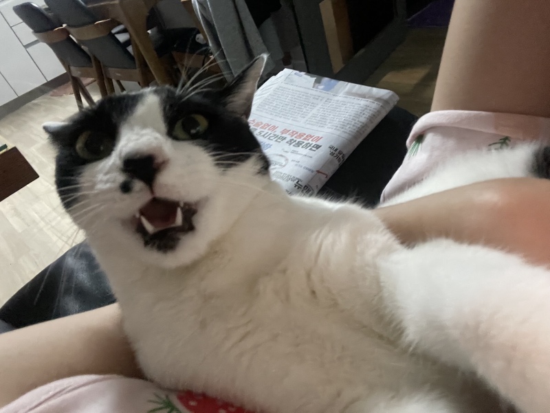 아기 젖소